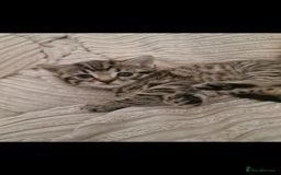 Mixed Breed cats for sale: Unique kittens for sale - Image 1