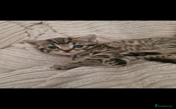 Mixed Breed cats - Advert 16