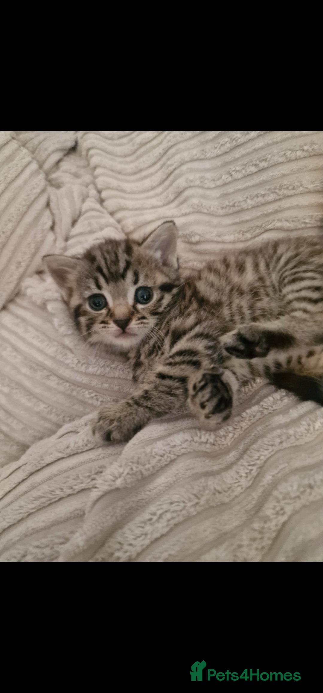Mixed Breed cats for sale: Unique kittens for sale - Image 1