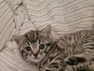 Mixed Breed cats - Advert 32