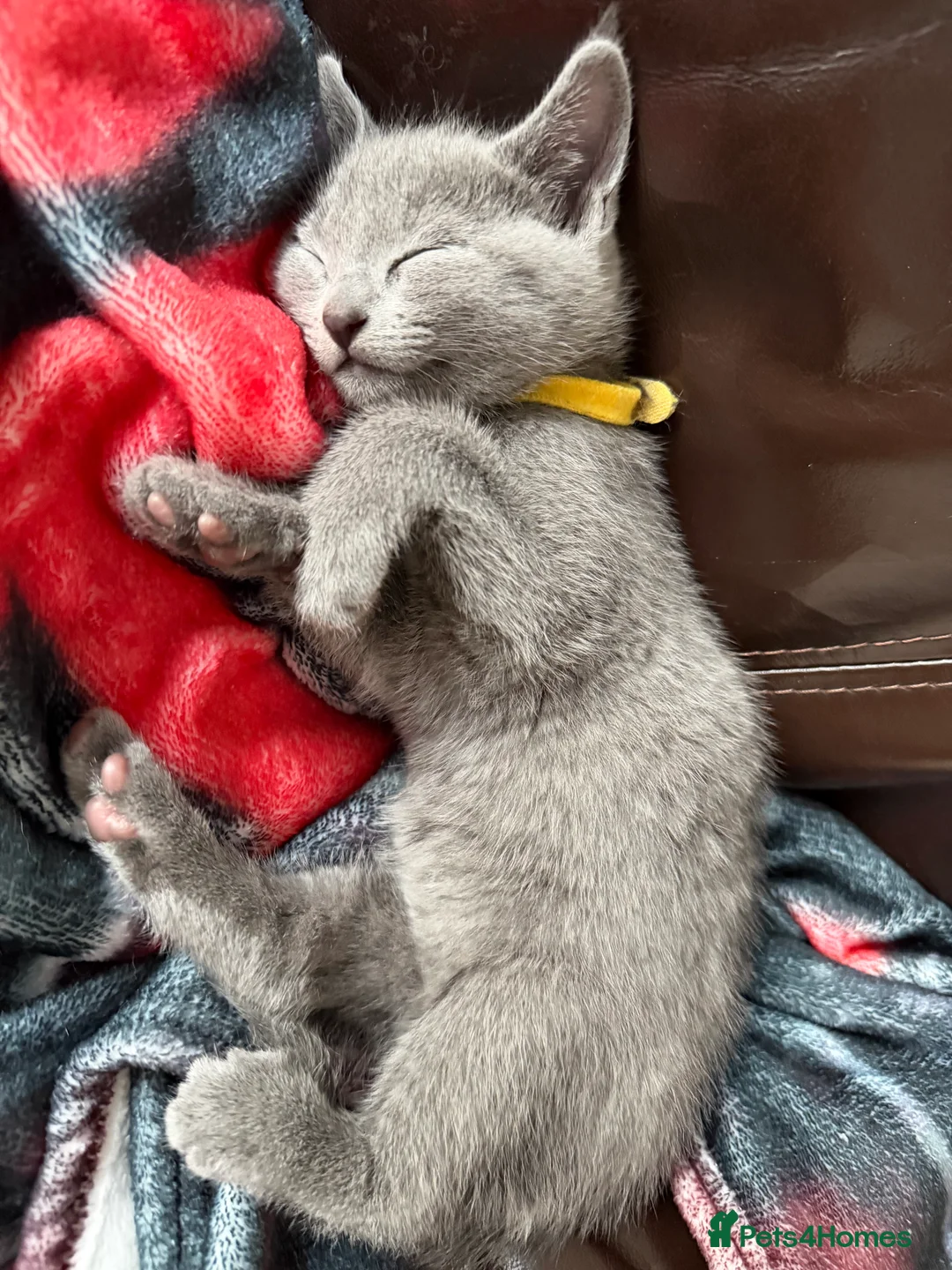 Russian Blue cats for sale: Russian blue TICA registered kittens  - Advert 9