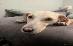 Labrador Retriever dogs for adoption: Dolly in foster in Essex  - Image 6