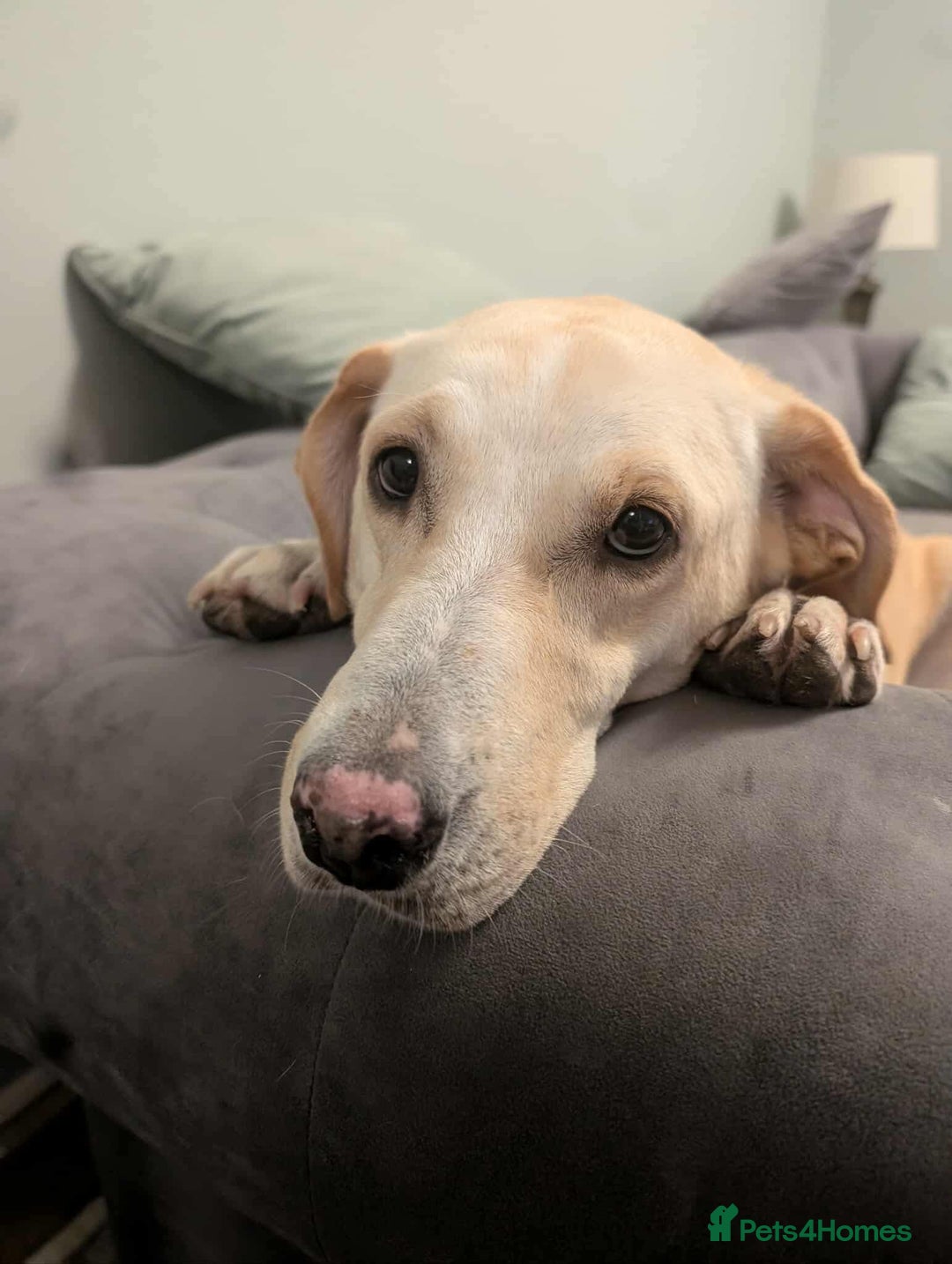 Labrador Retriever dogs for adoption: Dolly in foster in Essex  - Image 6