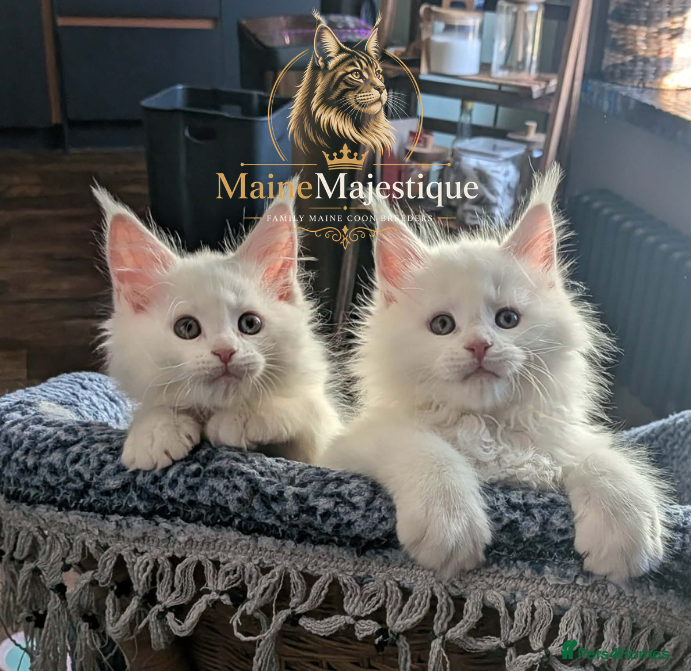 Maine Coon cats Pedigree Cute Mainecoon Kittens TICA Registered  - Advert 8