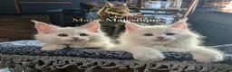 Maine Coon cats for sale: Pedigree Cute Mainecoon Kittens TICA Registered  - Advert 1