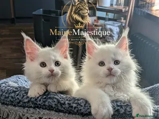 Maine Coon cats Pedigree Cute Mainecoon Kittens TICA Registered - Advert 8