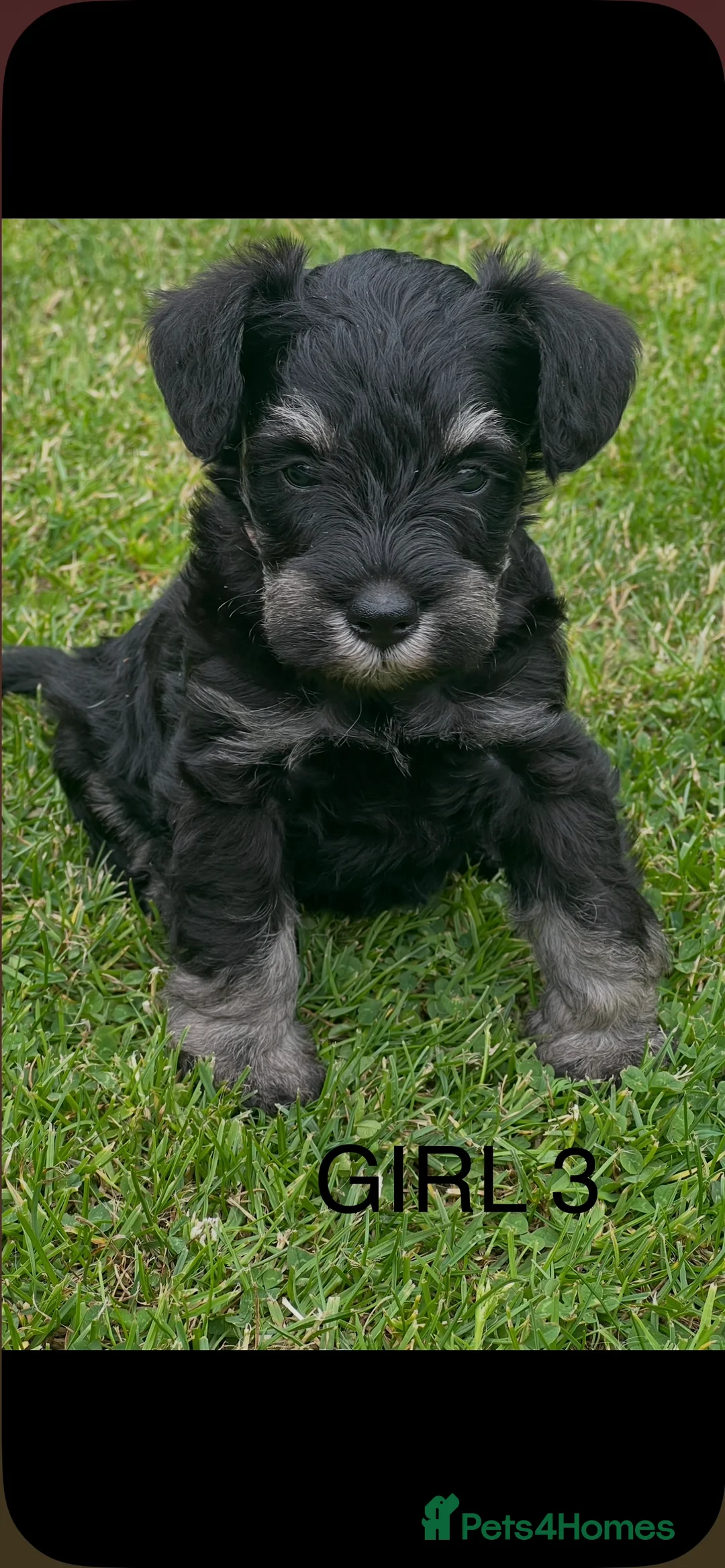 Miniature Schnauzer dogs for sale: Stunning miniature schnauzer puppies  - Advert 2