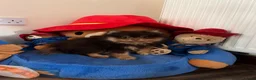Pomeranian dogs for sale: SUPER FLUFFY Pomeranians ready to leave NOW - Advert 13