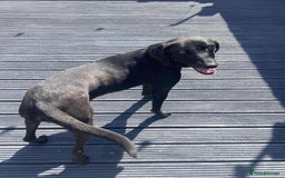Mixed Breed dogs for adoption: LOLA -affectionate girl/ friendly/loving/happy - Image 10