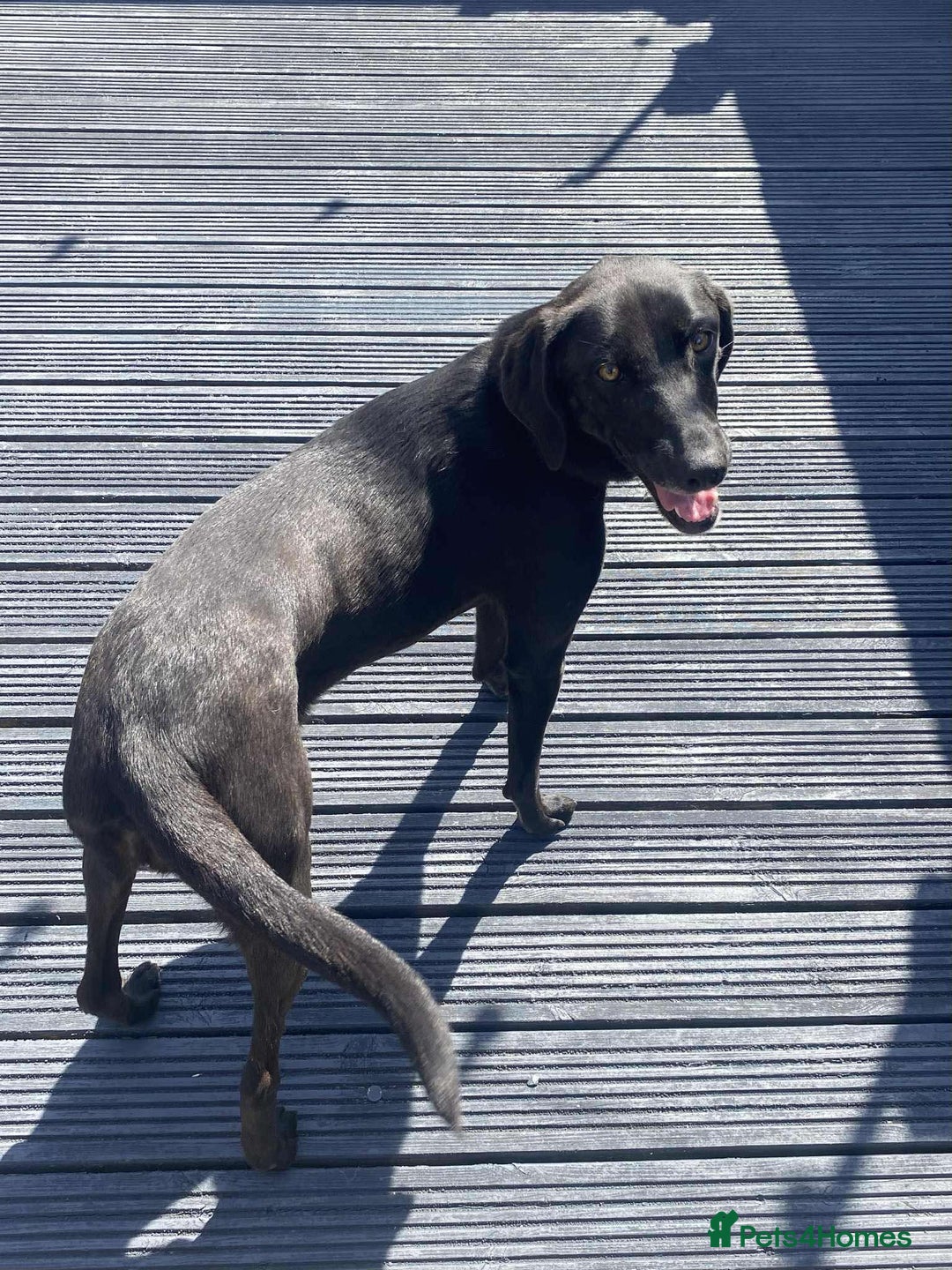 Mixed Breed dogs for adoption: LOLA -affectionate girl/ friendly/loving/happy - Image 10
