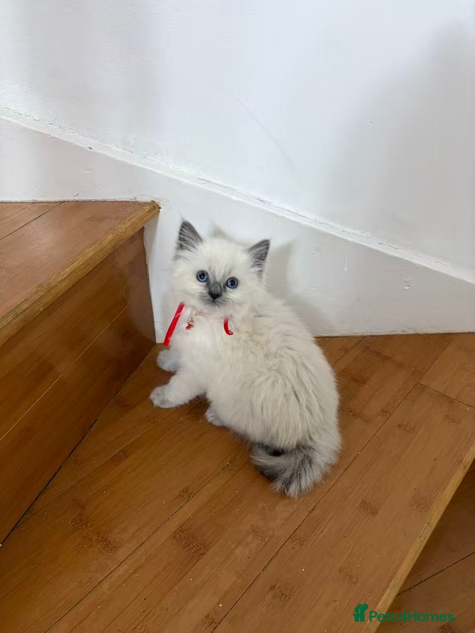 Ragdoll cats Ragdoll cat - Advert 2