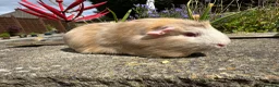 Guinea Pig rodents for sale: Beautiful bonded guinea pig boars (boys) - Advert 6