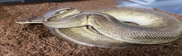 Python Snake reptiles for sale: Royal Python Collection x9 Female x1 male - Advert 3
