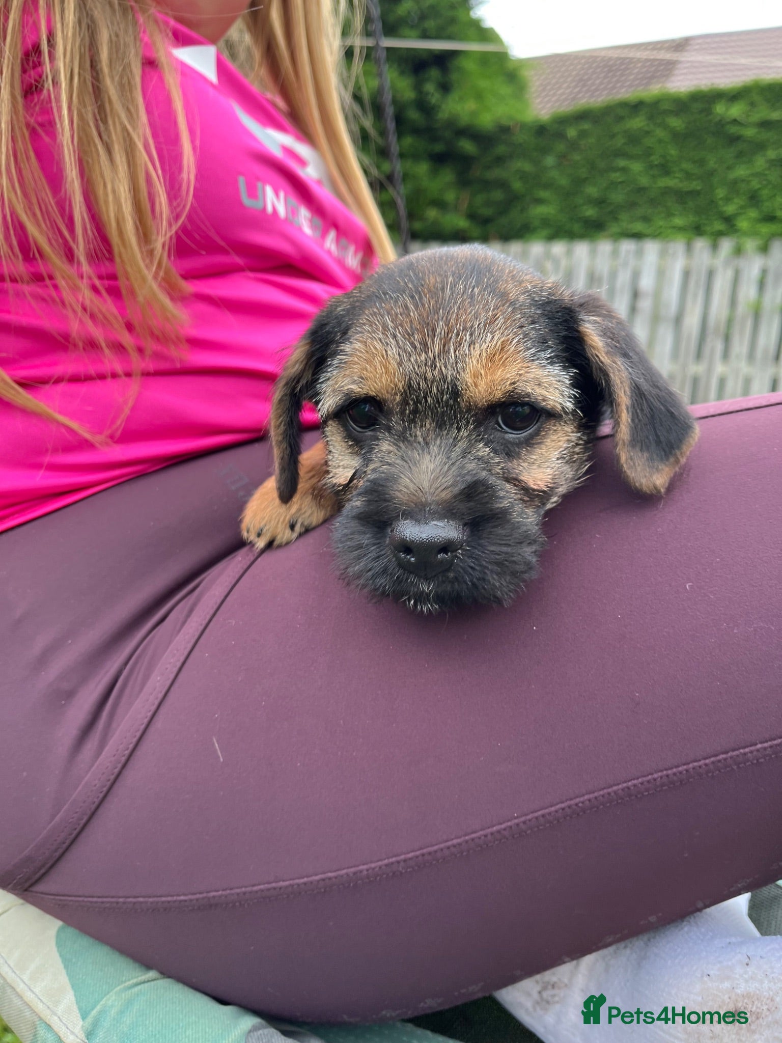 Border Terrier dogs Border Terriers Ready for a Loving Forever Home - Advert 1