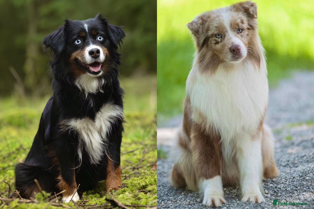 Miniature American Shepherd dogs for sale: 9 Miniature American Shepherd Puppies - Image 6