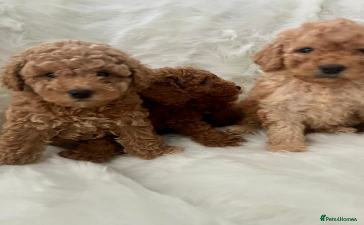 Cavapoo dogs Mixed litter of adorable cavapoo puppies - Advert 6