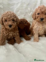 Cavapoo dogs Mixed litter of adorable cavapoo puppies - Advert 8