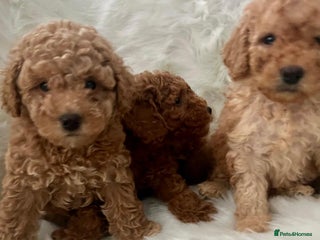 Cavapoo dogs Mixed litter of adorable cavapoo puppies - Advert 5