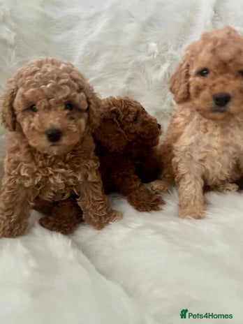 Cavapoo dogs Mixed litter of adorable cavapoo puppies - Advert 6