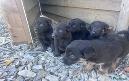 Labrador Retriever dogs for sale: Incredible repeat mating  - Image 7