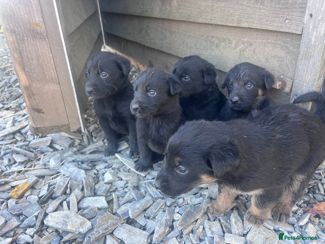 Labrador Retriever dogs for sale: Incredible repeat mating  - Image 7