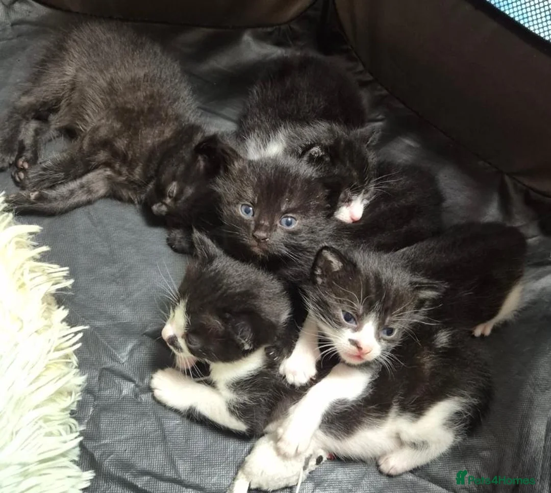 British Shorthair cats for sale: Adorable black and white kittens in Hayling Island - Advert 2