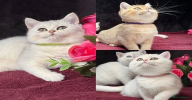 British Shorthair cats - Advert 15