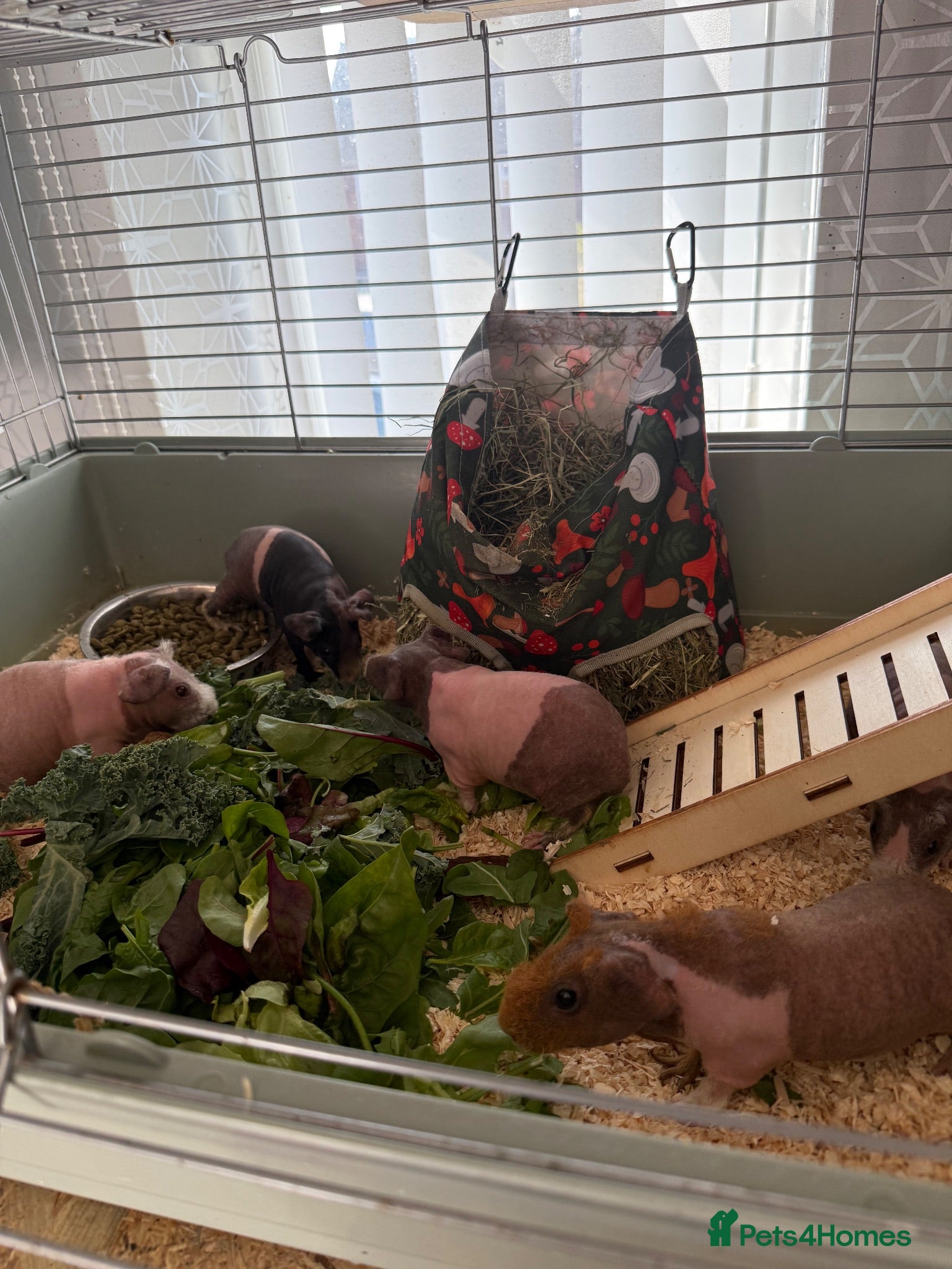 Guinea Pig rodents Beautiful skinny pig babies - Advert 2