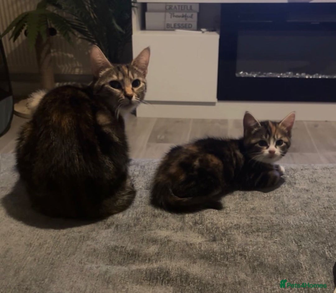 Mixed Breed cats for sale: Last girl kitten left  - Advert 3