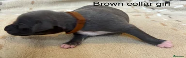 Brown collar girl 