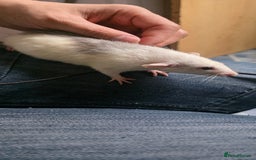 Mouse rodents for sale: Mouse / Rats for same  - Image 1