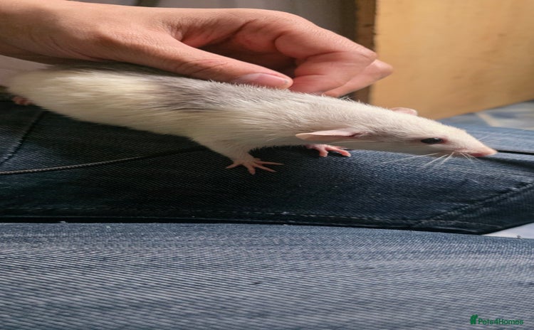 Mouse rodents - Advert 14