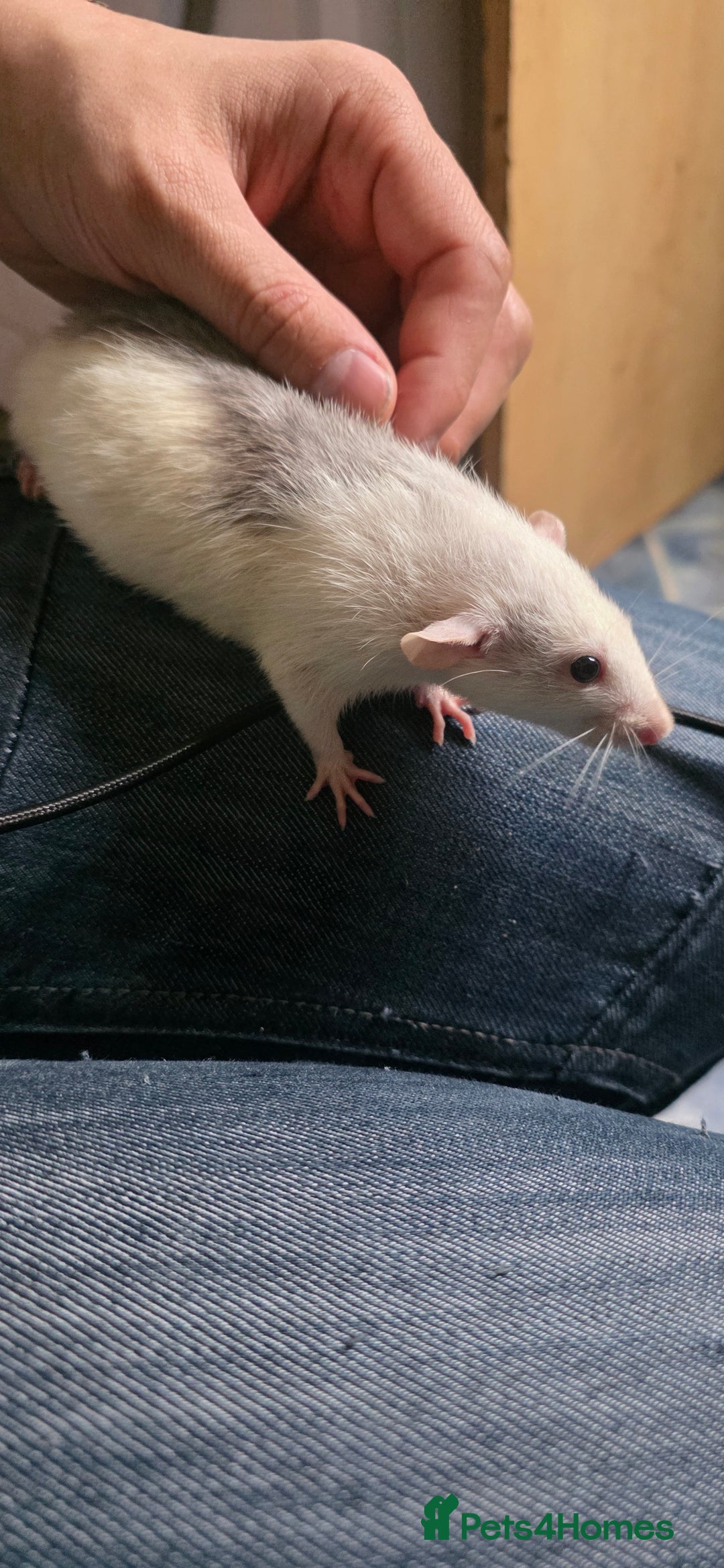 Mouse rodents for sale: Mouse / Rats for same  - Image 1