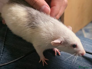 Mouse rodents - Advert 8