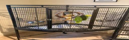 Parrots birds for sale: Beautiful Male Double Yellow-Headed Amazon  - Advert 6