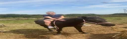 Irish Thoroughbred horses for sale: Millie’s Flying  - Advert 2
