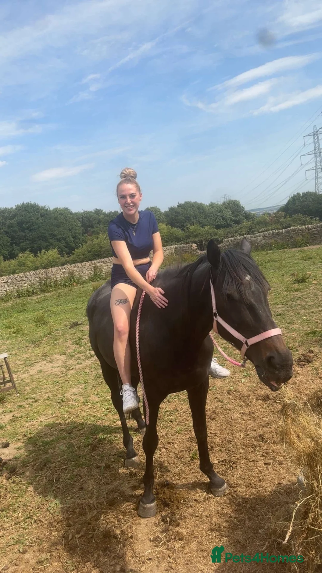Irish Thoroughbred horses for sale: Millie’s Flying  - Advert 2