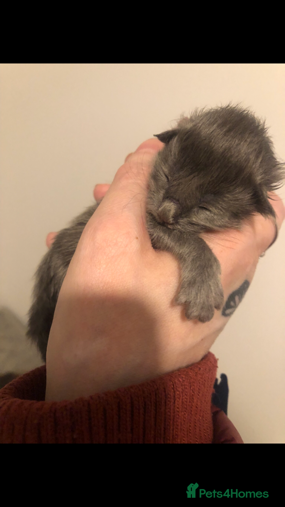 Maine Coon cats for sale: Black/Blue Smoke Maine Coon - Image 12