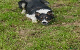 Border Collie dogs for sale: Cracking Working Collie Puppies For Sale  - Image 6