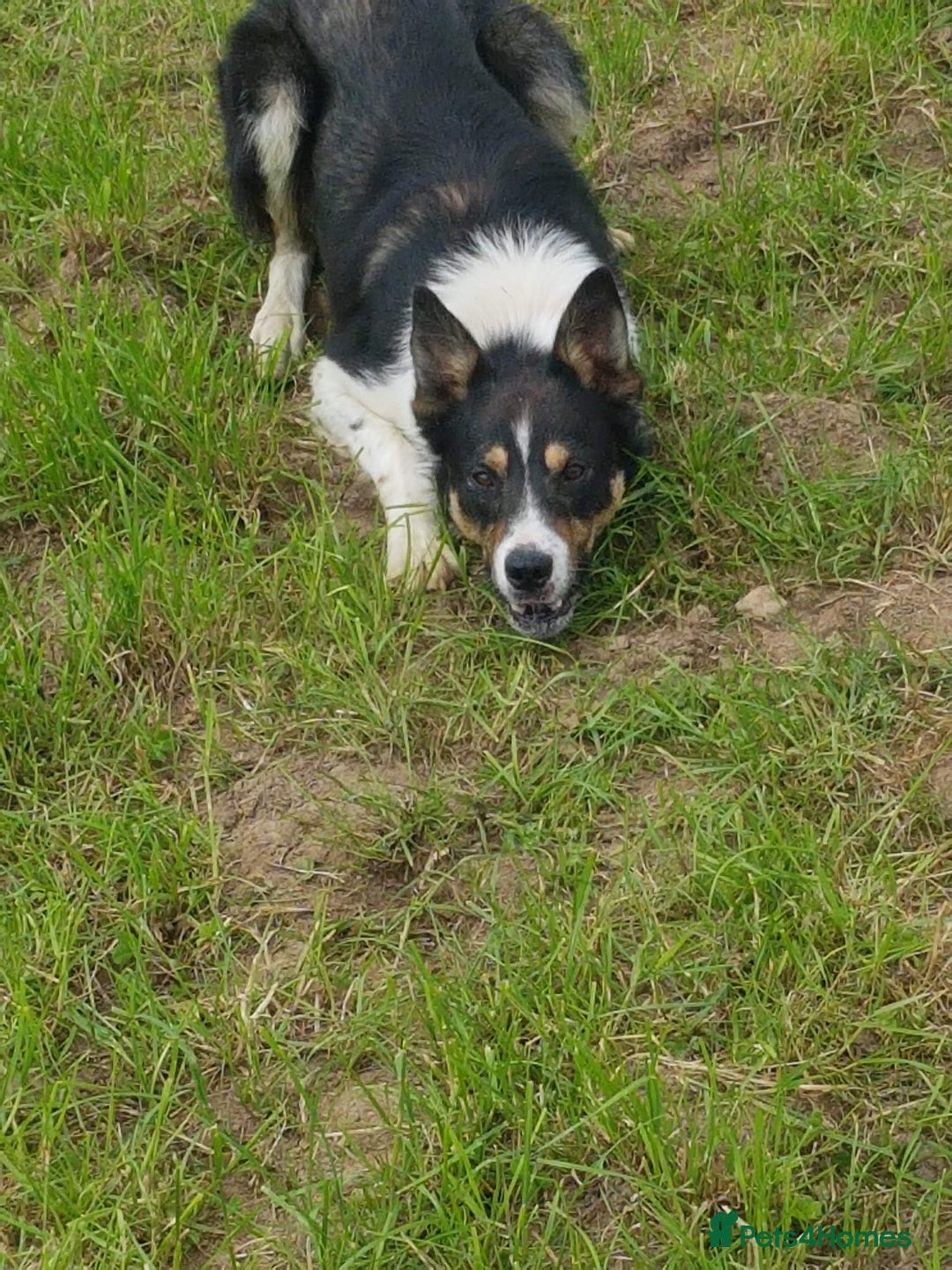 Border Collie dogs for sale: Cracking Working Collie Puppies For Sale  - Image 6