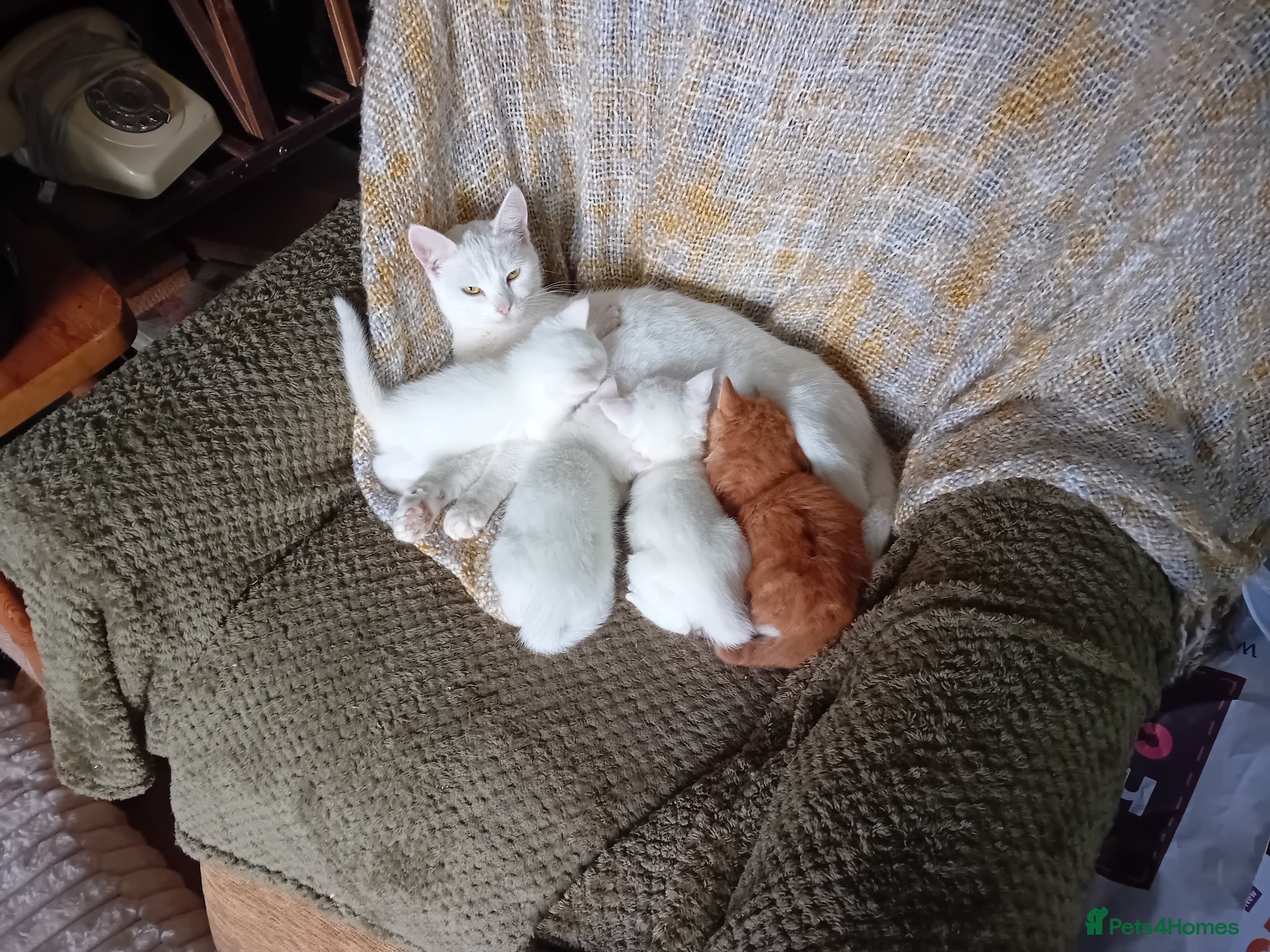 Mixed Breed cats Last pure white female left - Advert 3