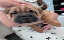 Shar Pei dogs for sale: Shar pei puppies  - Image 14