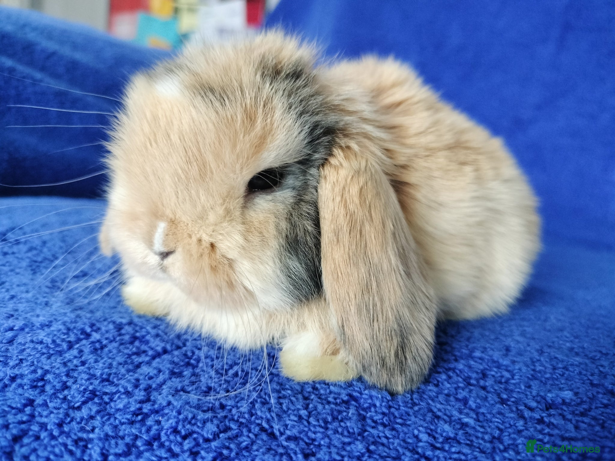 Mini Lop rabbits Baby mini lops for sale  - Advert 15