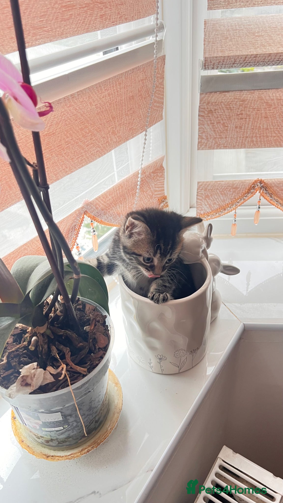 British Longhair cats Small taby kittens long hair london ready now - Advert 5