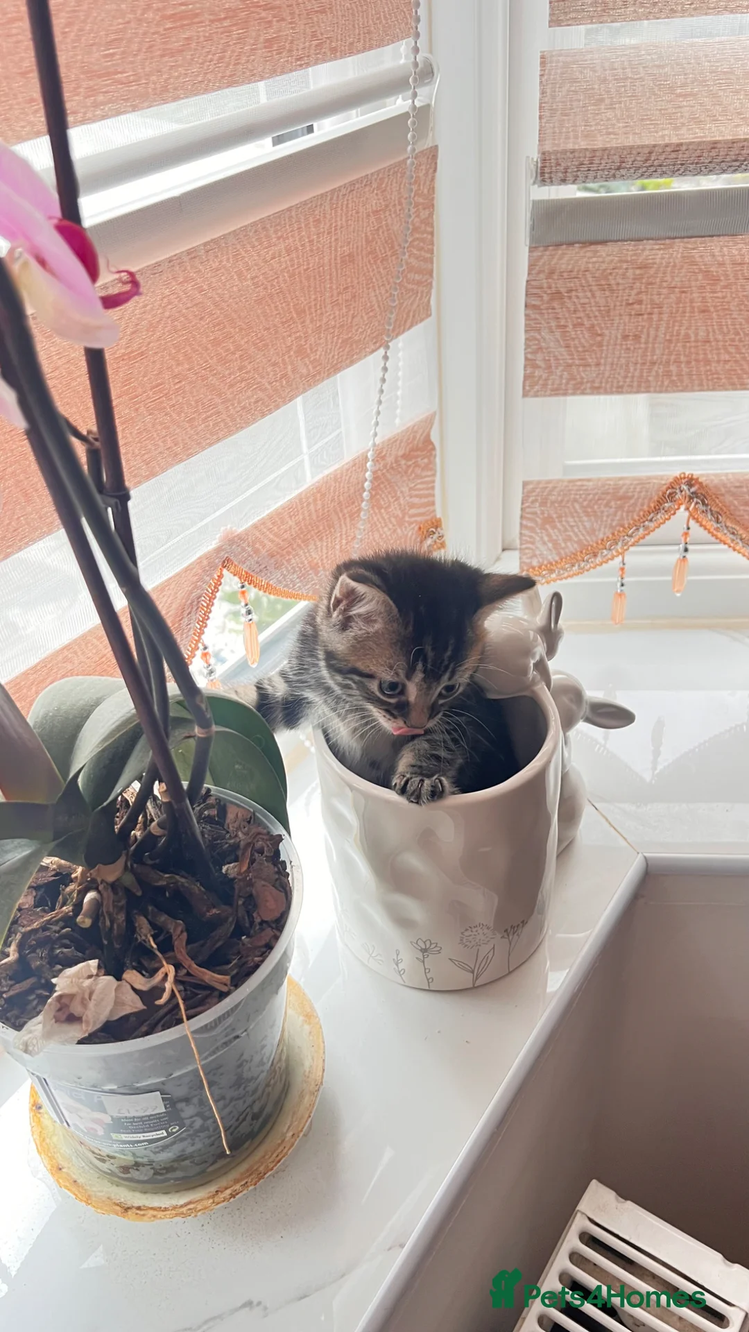 British Longhair cats for sale: Small taby kittens long hair london ready now - Advert 1