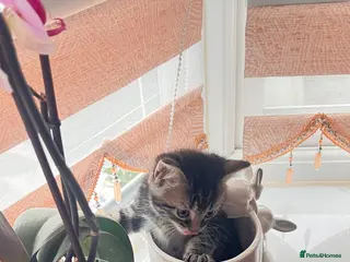 British Longhair cats Small taby kittens long hair london ready now - Advert 6