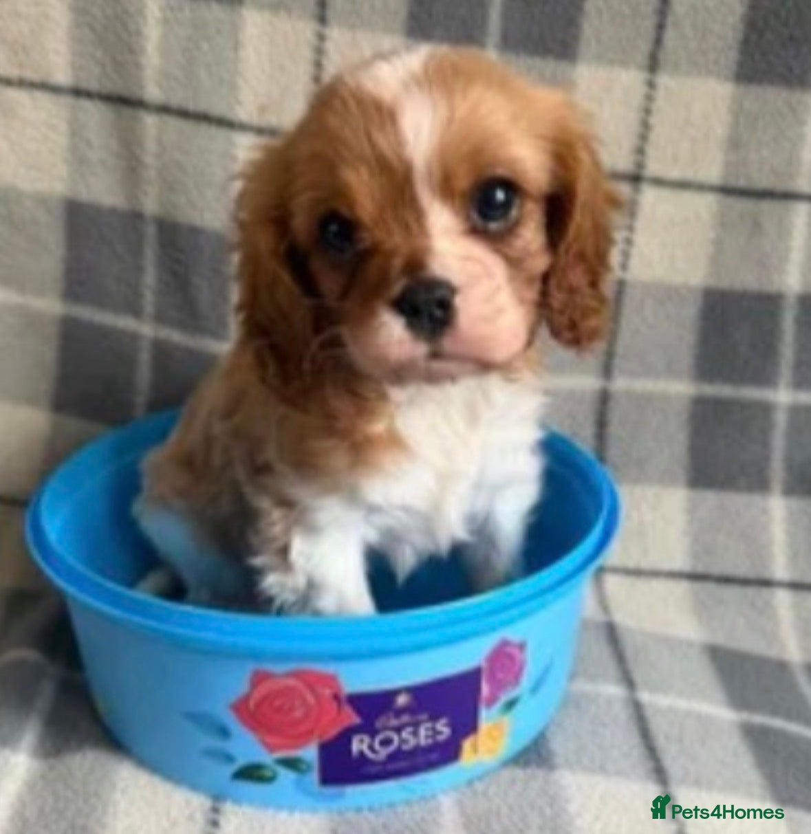 Cavalier King Charles Spaniel dogs Beautiful little boy Cavalier King Charles  - Advert 6