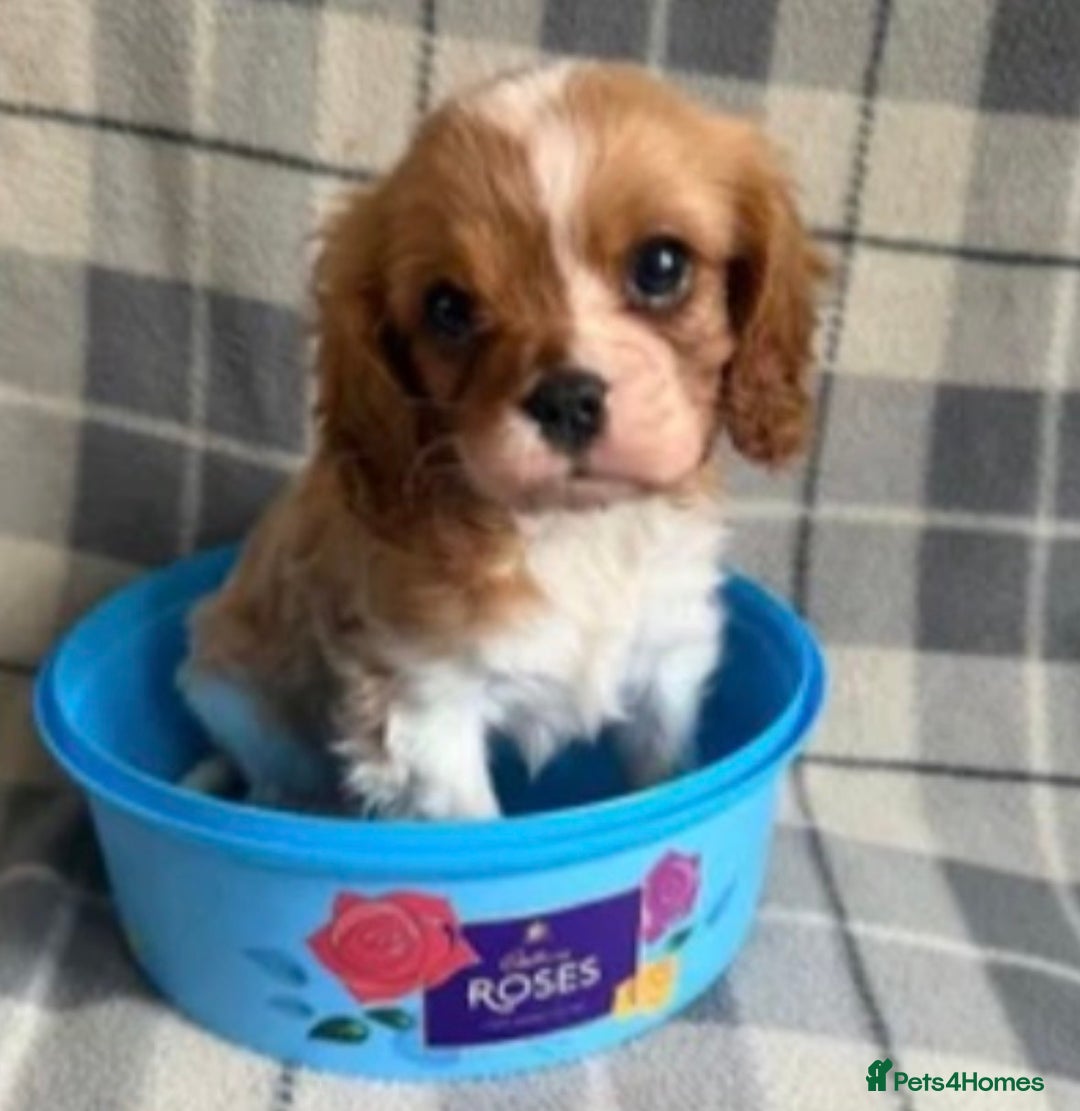 Cavalier King Charles Spaniel dogs for sale: Beautiful little boy Cavalier King Charles  - Advert 2