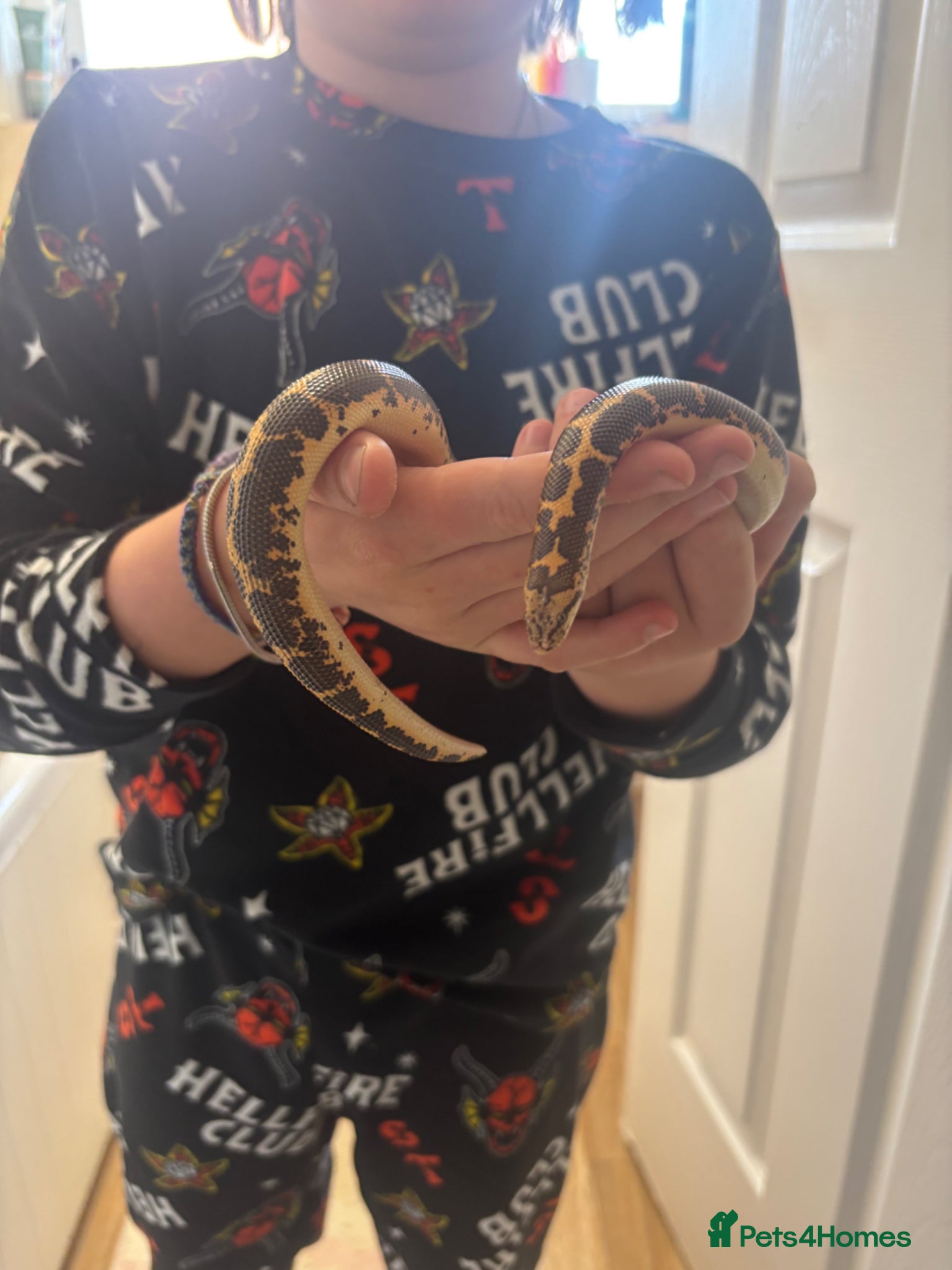 Boa Snake reptiles Kenyan Sand Boa Snake  - Advert 3