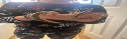 Boa Snake reptiles for sale: Kenyan Sand Boa Snake  in Weymouth - Advert 1